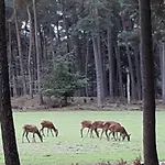 Vakantiehuis Boshuis Turquoise / Smaakvol Genieten Op De Veluwe *