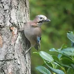 Boshuis Turquoise / Smaakvol Genieten Op De Veluwe * Hoenderloo