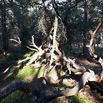 Boshuis Turquoise / Smaakvol Genieten Op De Veluwe Vakantiehuis Hoenderloo