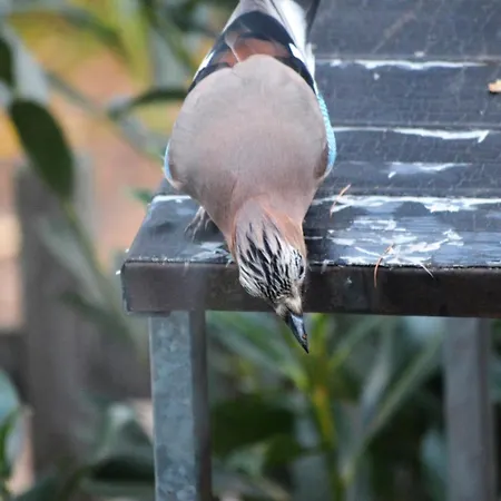 Boshuis Turquoise / Smaakvol Genieten Op De Veluwe هونديرلو