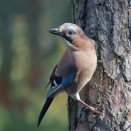 Boshuis Turquoise / Smaakvol Genieten Op De Veluwe هونديرلو