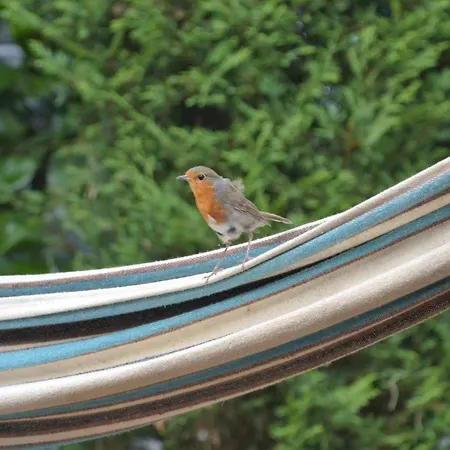 Boshuis Turquoise / Smaakvol Genieten Op De Veluwe