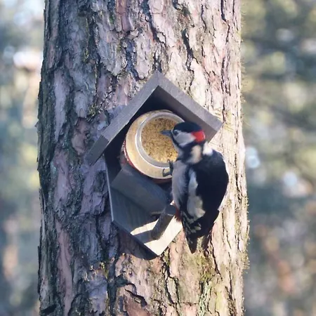 Boshuis Turquoise / Smaakvol Genieten Op De Veluwe * Hoenderloo