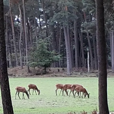 Сasa de vacaciones Boshuis Turquoise / Smaakvol Genieten Op De Veluwe *