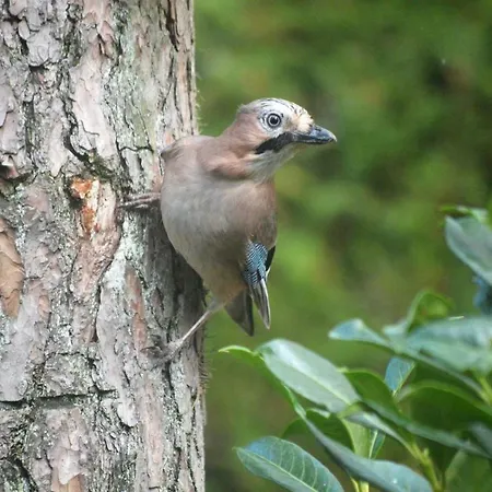 Boshuis Turquoise / Smaakvol Genieten Op De Veluwe * Hoenderloo