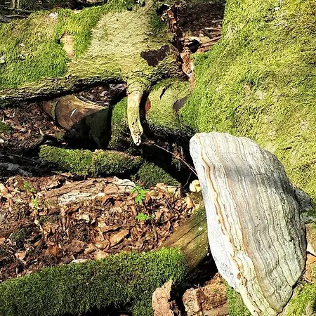 Дом отдыха Boshuis Turquoise / Smaakvol Genieten Op De Veluwe Хундерло