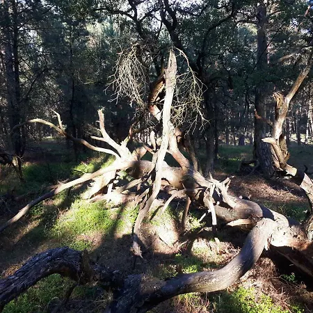 Boshuis Turquoise / Smaakvol Genieten Op De Veluwe Semesterbostad Hoenderloo