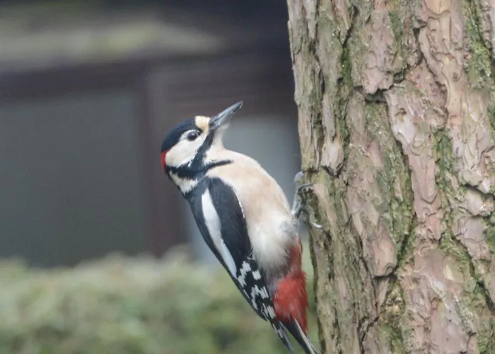 Boshuis Turquoise / Smaakvol Genieten Op De Veluwe * Hoenderloo