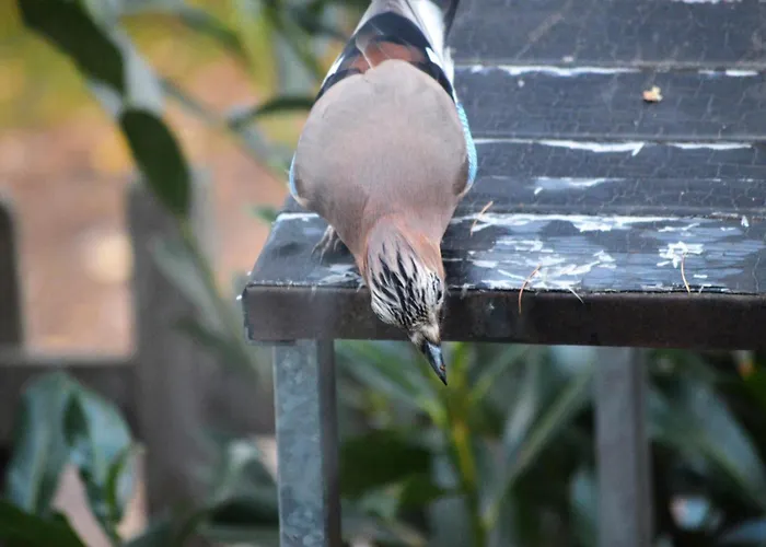 Boshuis Turquoise / Smaakvol Genieten Op De Veluwe هونديرلو
