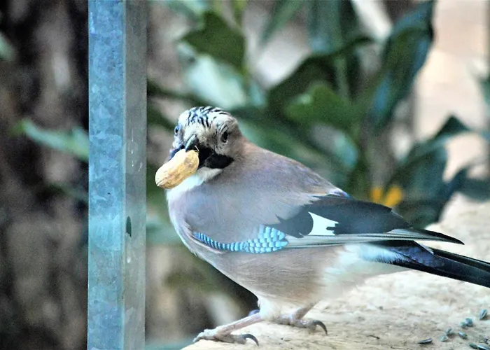 Tatil Evi Boshuis Turquoise / Smaakvol Genieten Op De Veluwe Hoenderloo