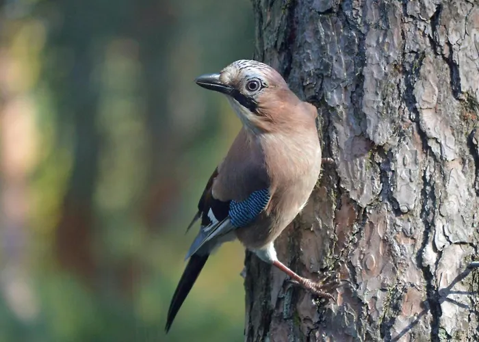 Boshuis Turquoise / Smaakvol Genieten Op De Veluwe هونديرلو