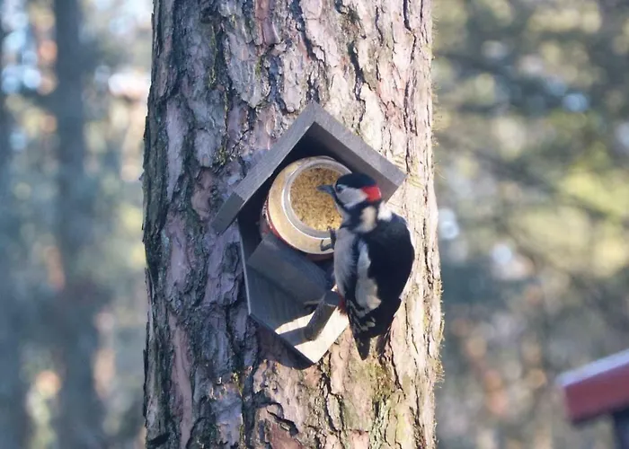 Boshuis Turquoise / Smaakvol Genieten Op De Veluwe * Hoenderloo