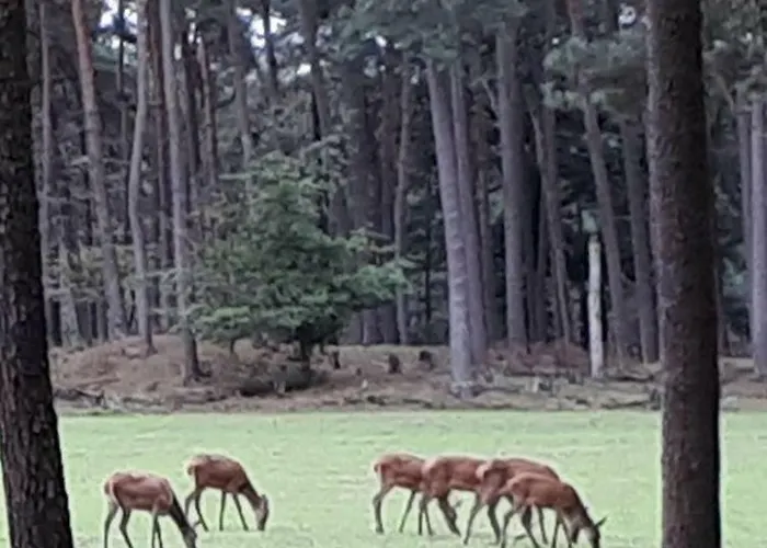 Tatil Evi Boshuis Turquoise / Smaakvol Genieten Op De Veluwe *