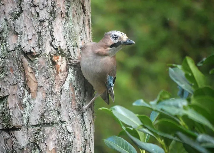 Boshuis Turquoise / Smaakvol Genieten Op De Veluwe * Hoenderloo