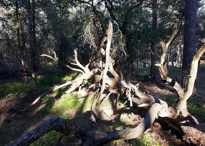 Boshuis Turquoise / Smaakvol Genieten Op De Veluwe بيت للعطل هونديرلو